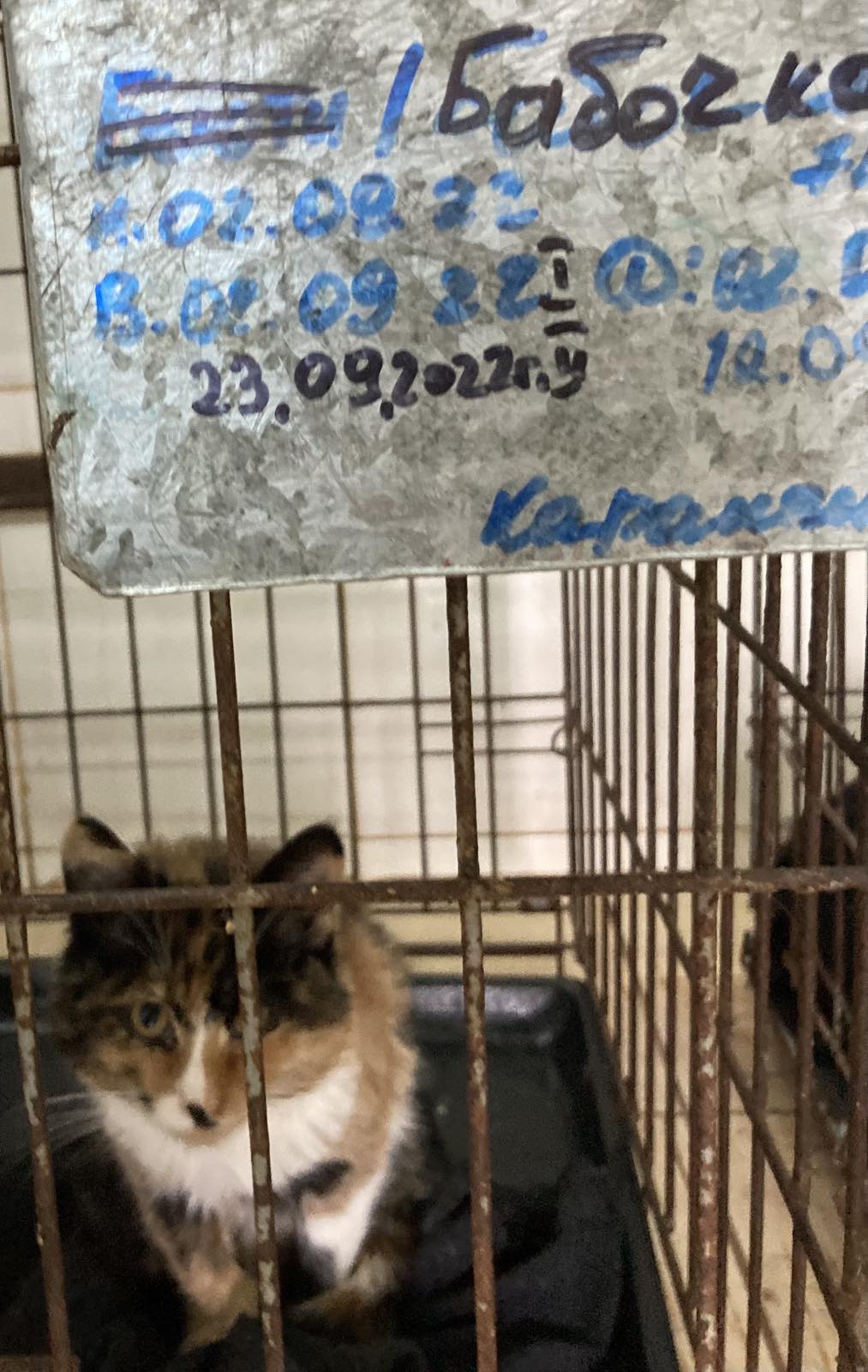 Віцебскі прытулак «Добрык» — тэрыторыя надзеі і добразычлівасці Віцебскі прытулак «Добрык» — тэрыторыя надзеі і добразычлівасці