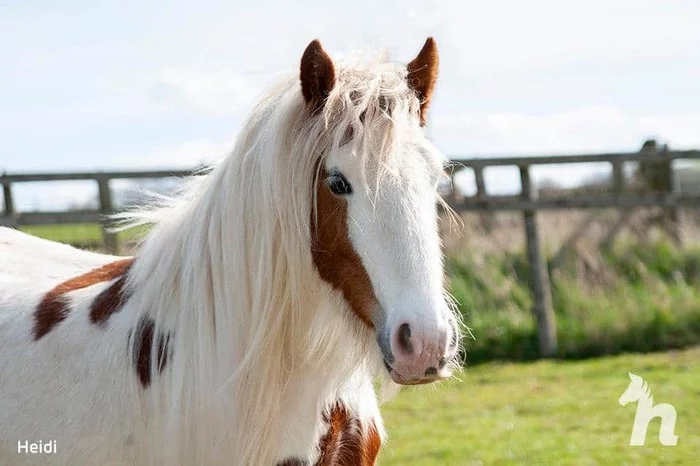 Преображение Лошади, Преображение, Доброта, Позитив, Длиннопост, Спасение животных