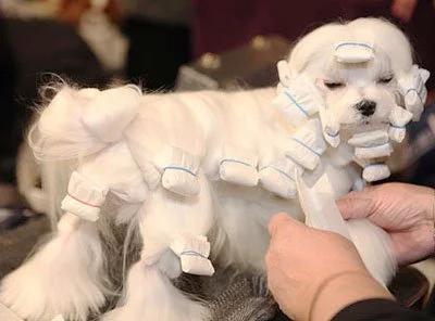 Что это за штука - 105 Перевел сам, Reddit, WhatIsThisThing, Видео, Длиннопост