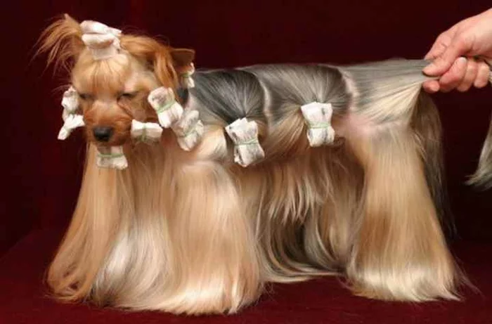 Что это за штука - 105 Перевел сам, Reddit, WhatIsThisThing, Видео, Длиннопост