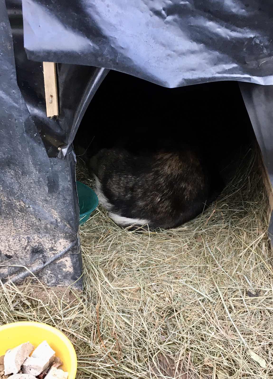 Тутэйшы Хаціка Тутэйшы Хаціка