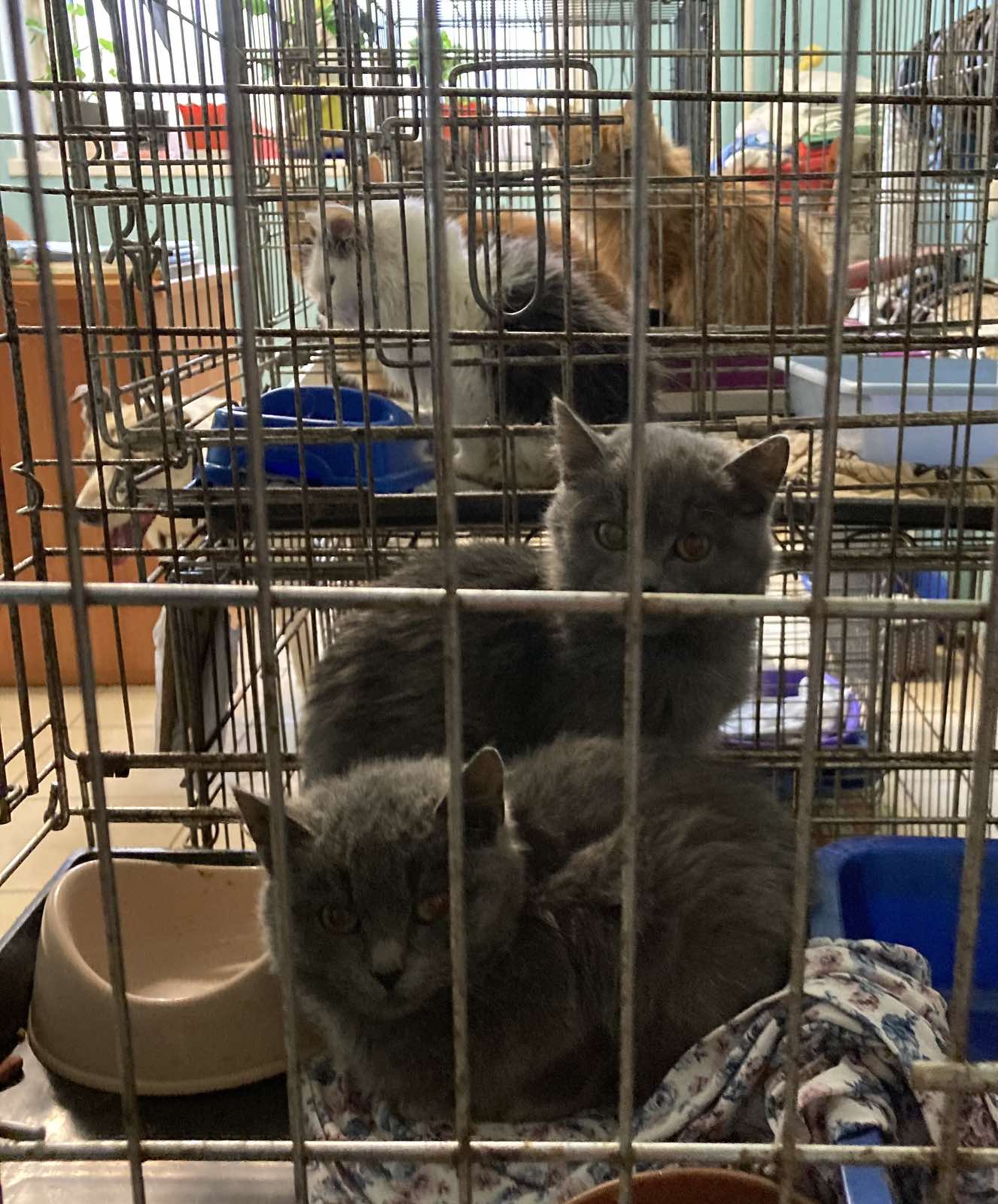 Как Витебский приют «Добрик» Новый год начал?