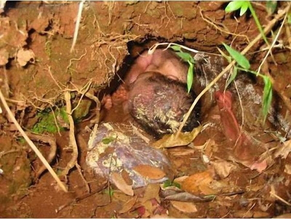 7 невероятных историй выживания младенцев 7 невероятных историй выживания младенцев