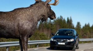 Один человек погиб и трое госпитализировано после ДТП с лосем в Добрушском районе
											 
												Один человек погиб и трое госпитализировано после ДТП с лосем в Добрушском районе