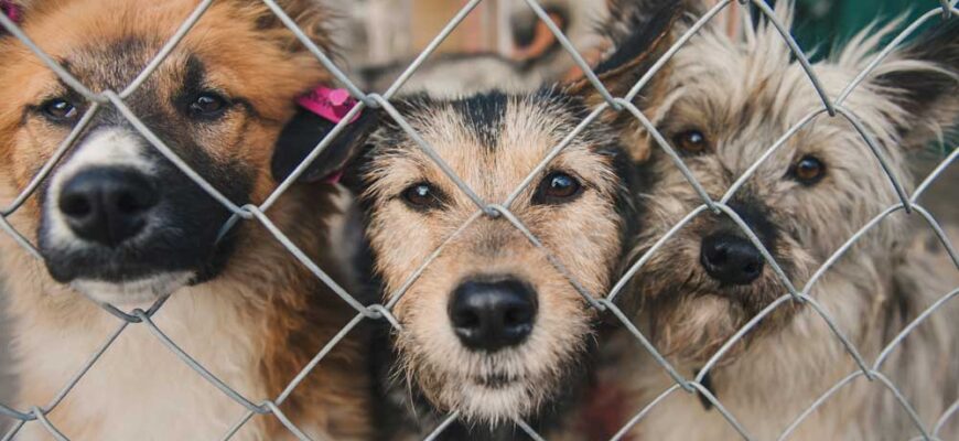 Витебскому приюту для животных «Добрик» — 12 лет Витебскому приюту для животных «Добрик» — 12 лет